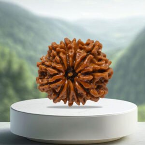 11 Mukhi Rudraksha