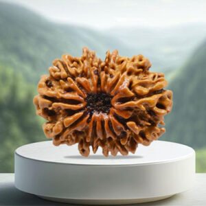 12 Mukhi Rudraksha