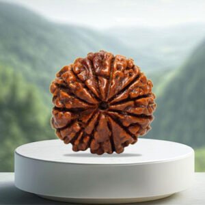 13 Mukhi Rudraksha