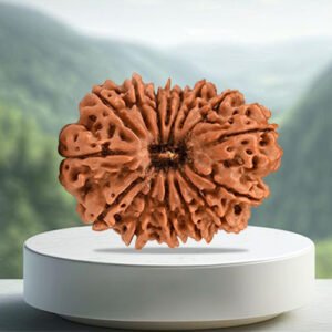 15 Mukhi Rudraksha