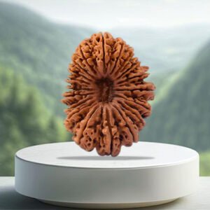 19 Mukhi Rudraksha