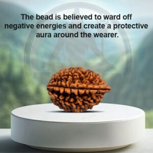 2 Mukhi Rudraksha