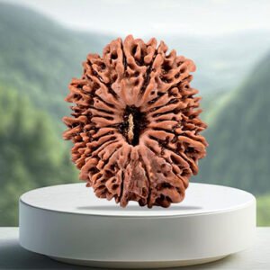 20 Mukhi Rudraksha