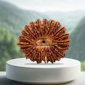 21 Mukhi Rudraksha