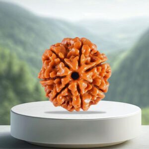 7 Mukhi Rudraksha