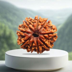 9 Mukhi Rudraksha